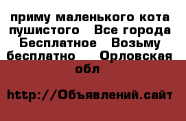 приму маленького кота пушистого - Все города Бесплатное » Возьму бесплатно   . Орловская обл.